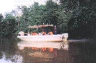 River Cruise in search of wildlife at Kinabatangan River, Sabah Malaysia Borneo