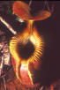 Pitcher Plant