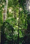 Million years old Rainforest at Danum Valley