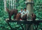 Feeding time at Sepilok Orang Utan Rehabilitation Centre